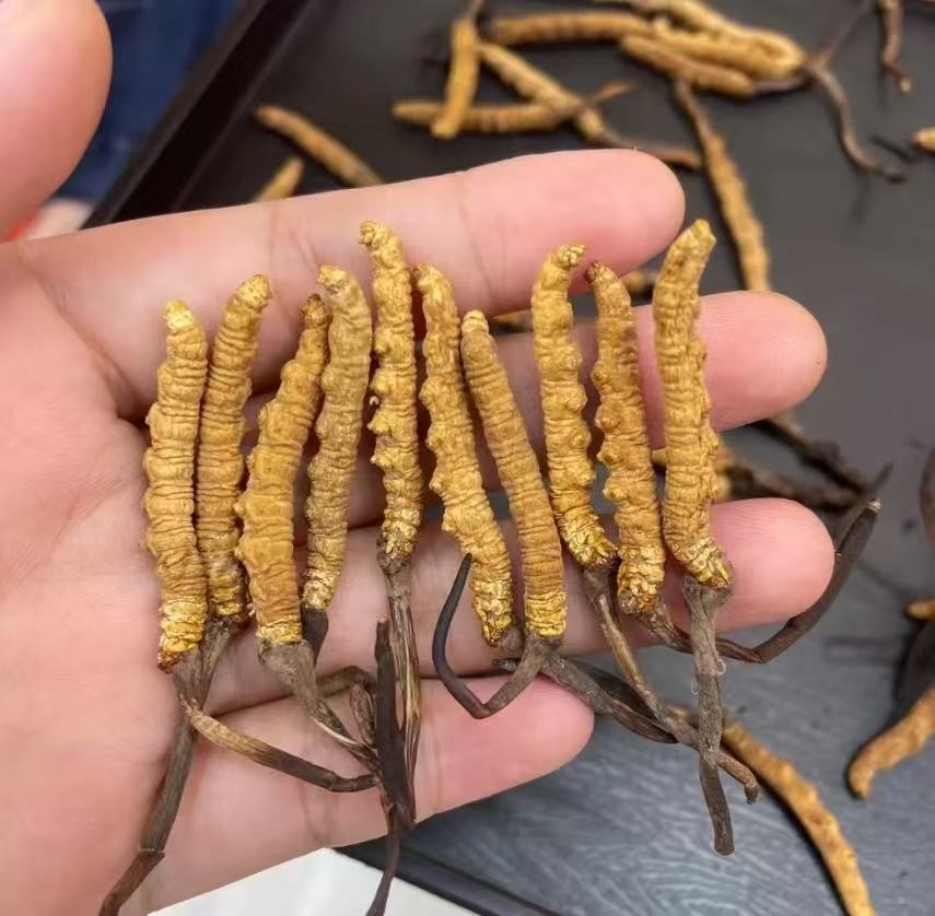 冬蟲草2500蓧(0.5OZ)