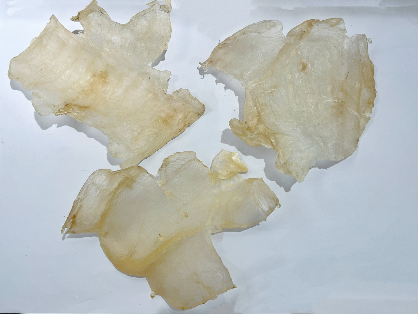 蝴蝶膠(6-8頭)(1034)