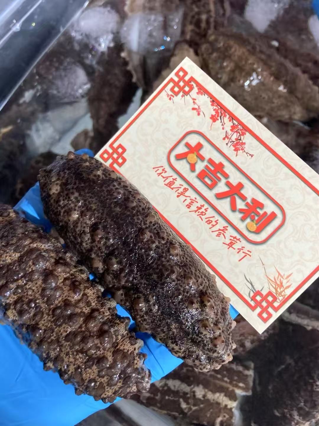 墨西哥醜腰參(1074)
