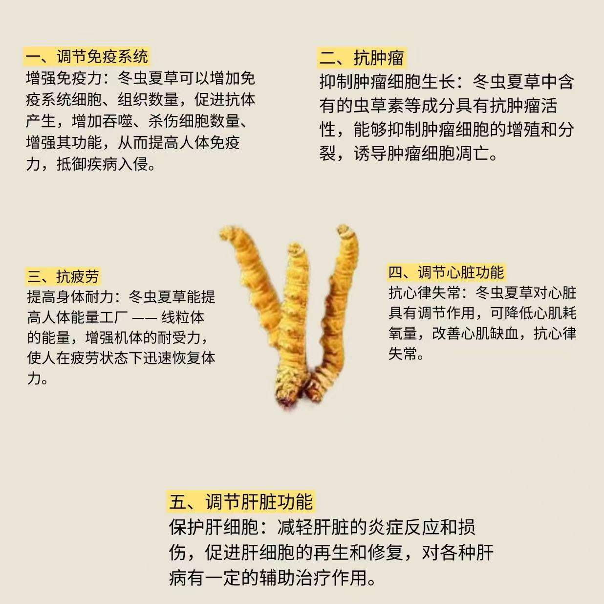 冬蟲草2200蓧（1OZ）