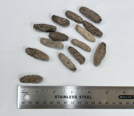 南美長刺參 （190-200頭）（1080）