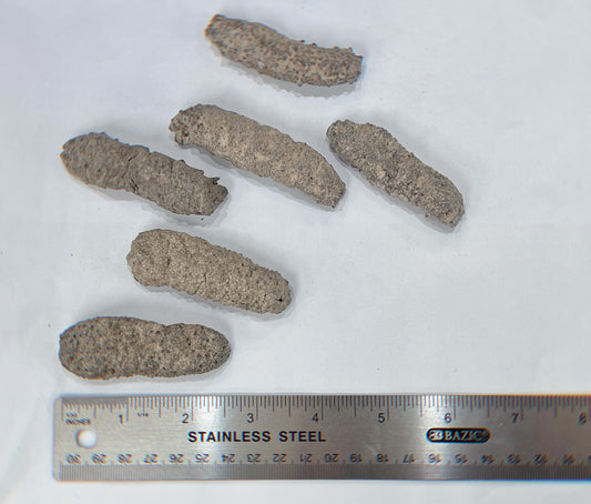 南美長刺參（28-33頭）（1069）