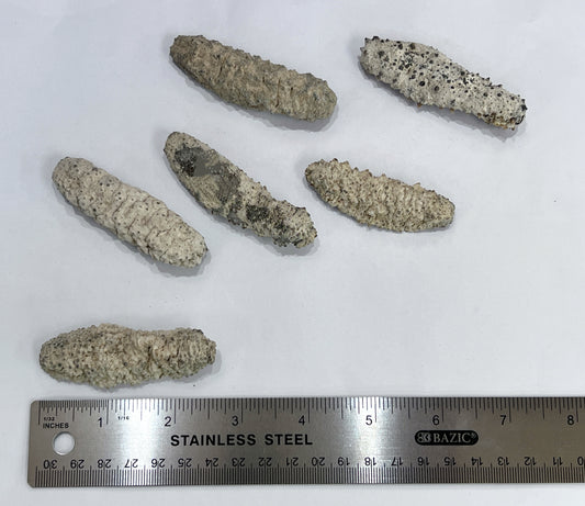黄玉参 30-33頭  1041