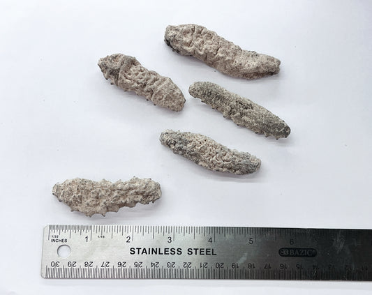 南美長刺參 28-33頭（01085）