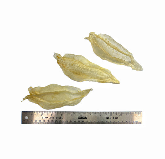 黃花膠 9-13頭 (1029)