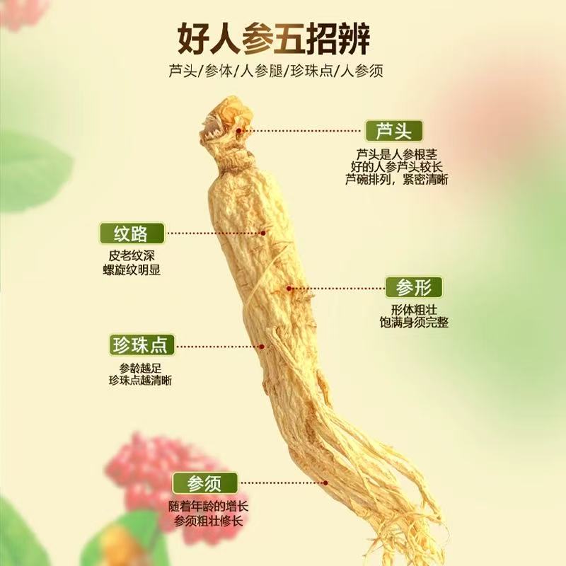长白山人参条