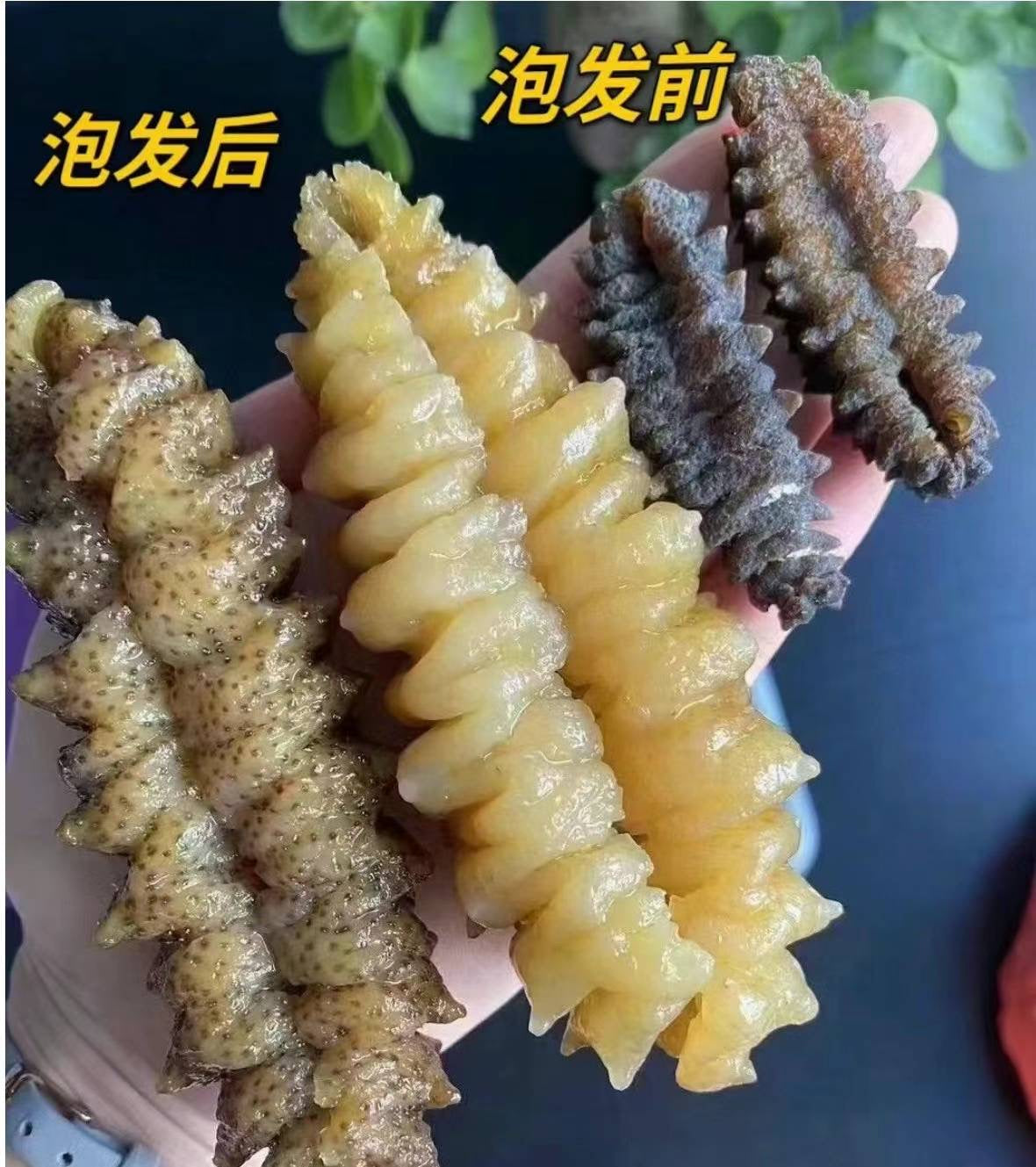 黄玉参 30-33頭  1041