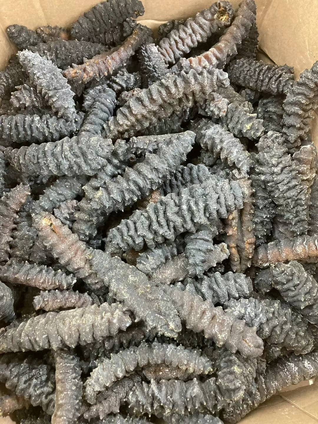 螺紋參 80頭（1054）