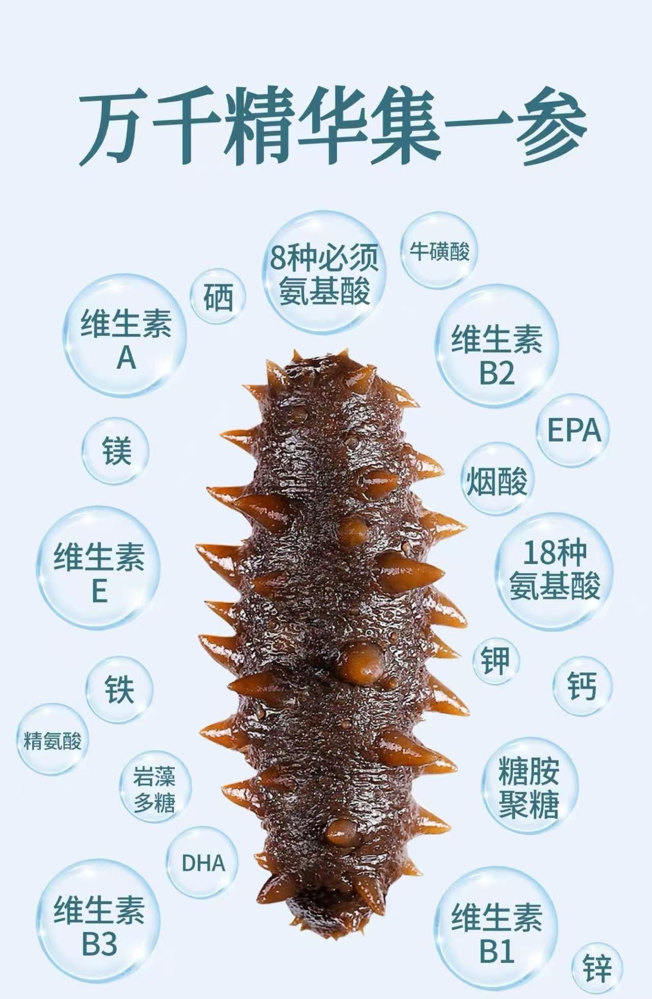 南美長刺參12-14頭（1082）
