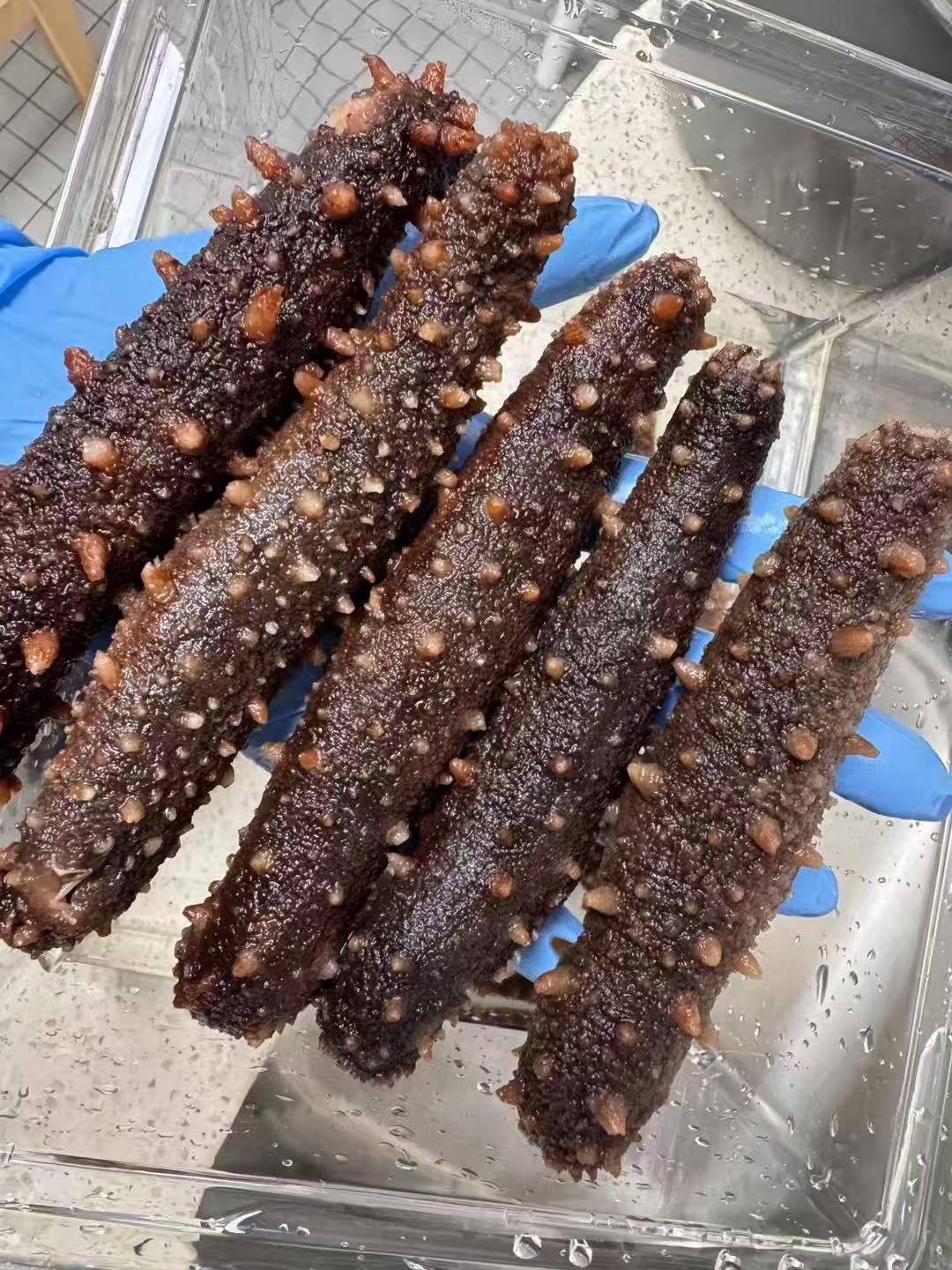 阿拉斯加紅參  50-60頭（1014）