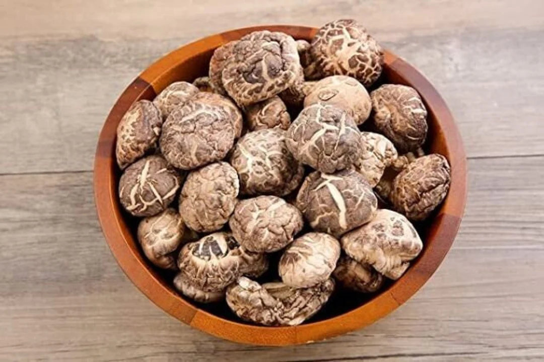 紅鑽牌茶花菇